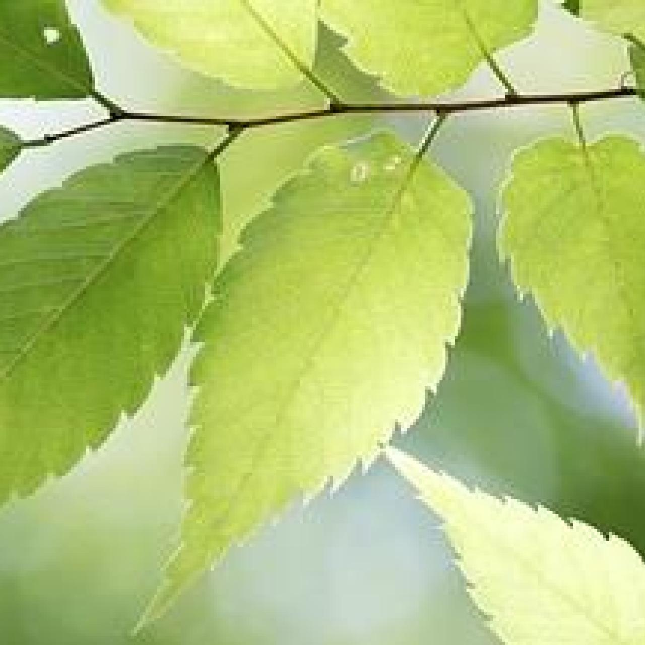 leaves-4291098_640.jpg